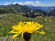 39 Crepis pontana (Crepis) con ospite e vista sul Cavallo